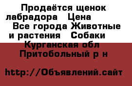Продаётся щенок лабрадора › Цена ­ 30 000 - Все города Животные и растения » Собаки   . Курганская обл.,Притобольный р-н